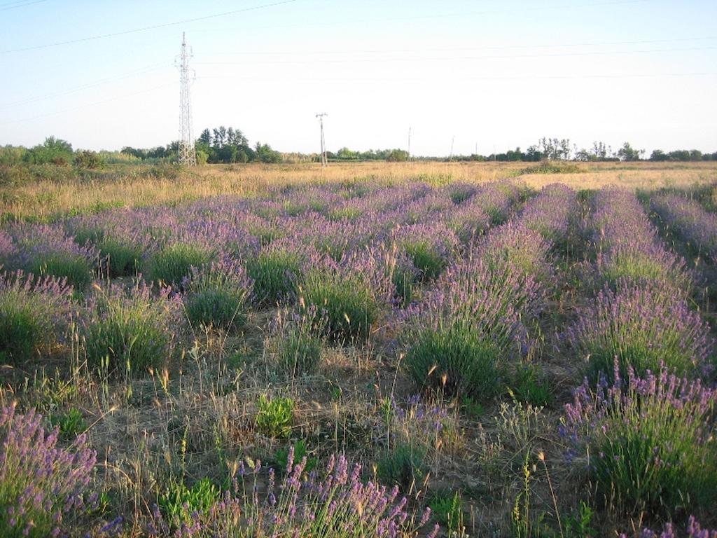 Appartement Dujlovic *